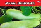शख्स के घर में उगी थी लौकी, आधी रात हो गई चोरी, 112 पर कॉल लगा बुला ली पुलिस