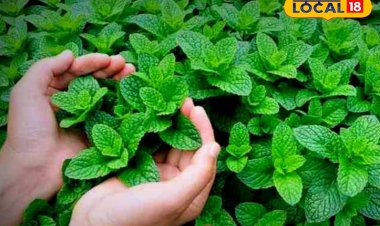 सर्दियों में ऐसे करें मेंथा की खेती, कम लागत में होगी लाखों में कमाई
