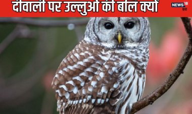 क्यों दीवाली पर मोटी कीमत पर बिकते हैं उल्लू, देते हैं बलि,अलक्ष्मी मानते हैं