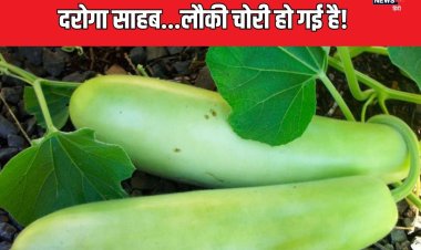 शख्स के घर में उगी थी लौकी, आधी रात हो गई चोरी, 112 पर कॉल लगा बुला ली पुलिस